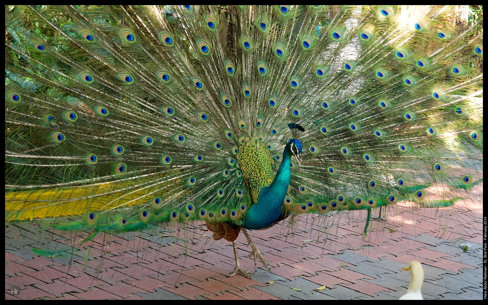 140223 KL Bird Park 25.jpg