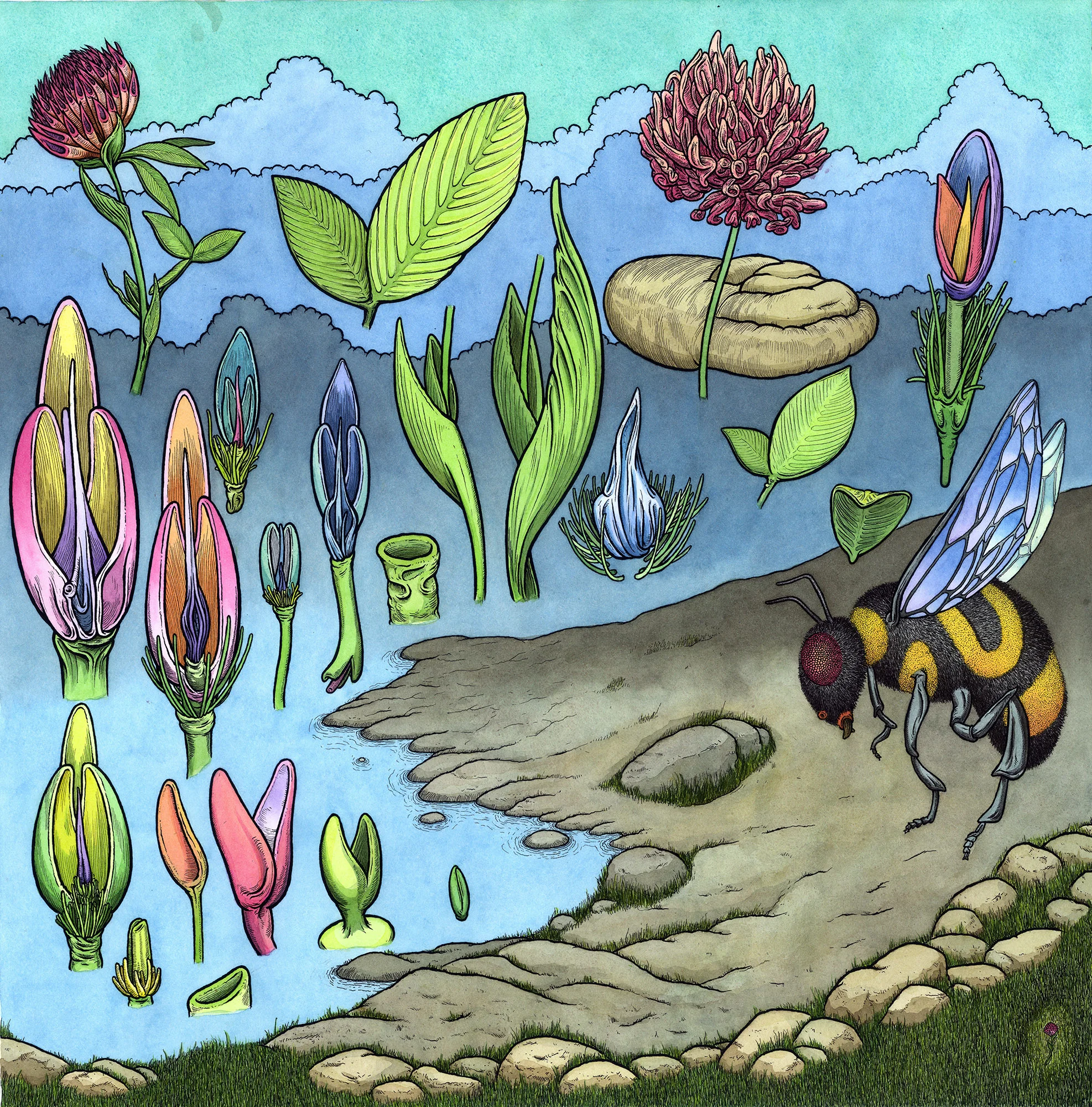 isle of shoals clover web.jpg