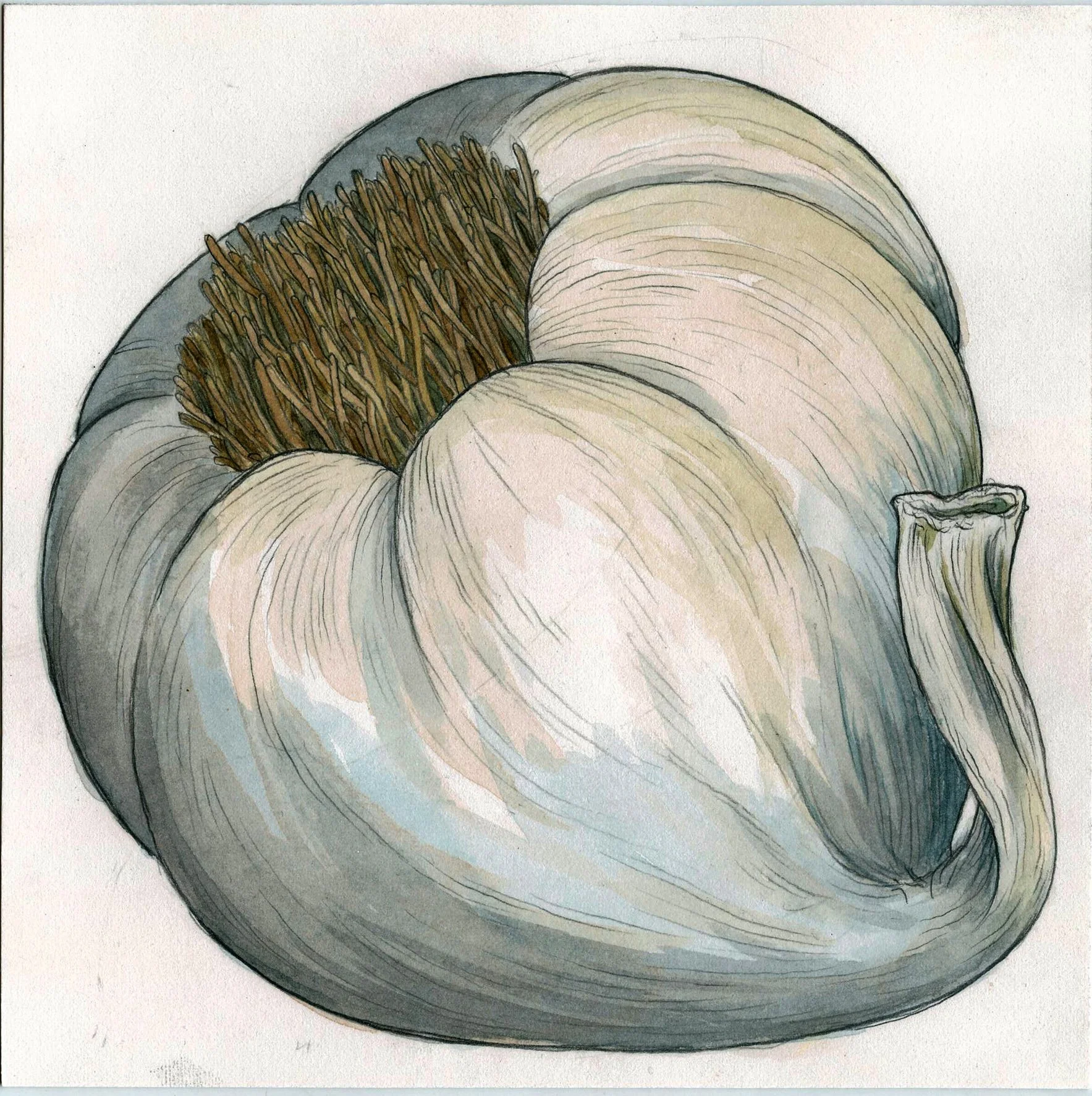 garlic bulb.jpg