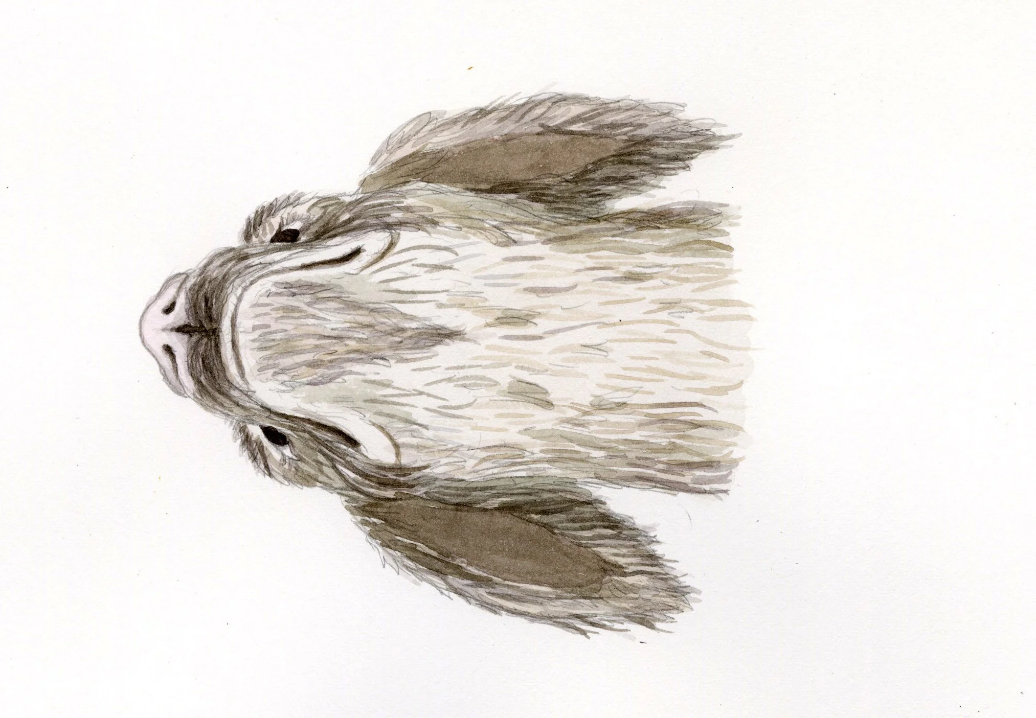 Words: Black Falkor