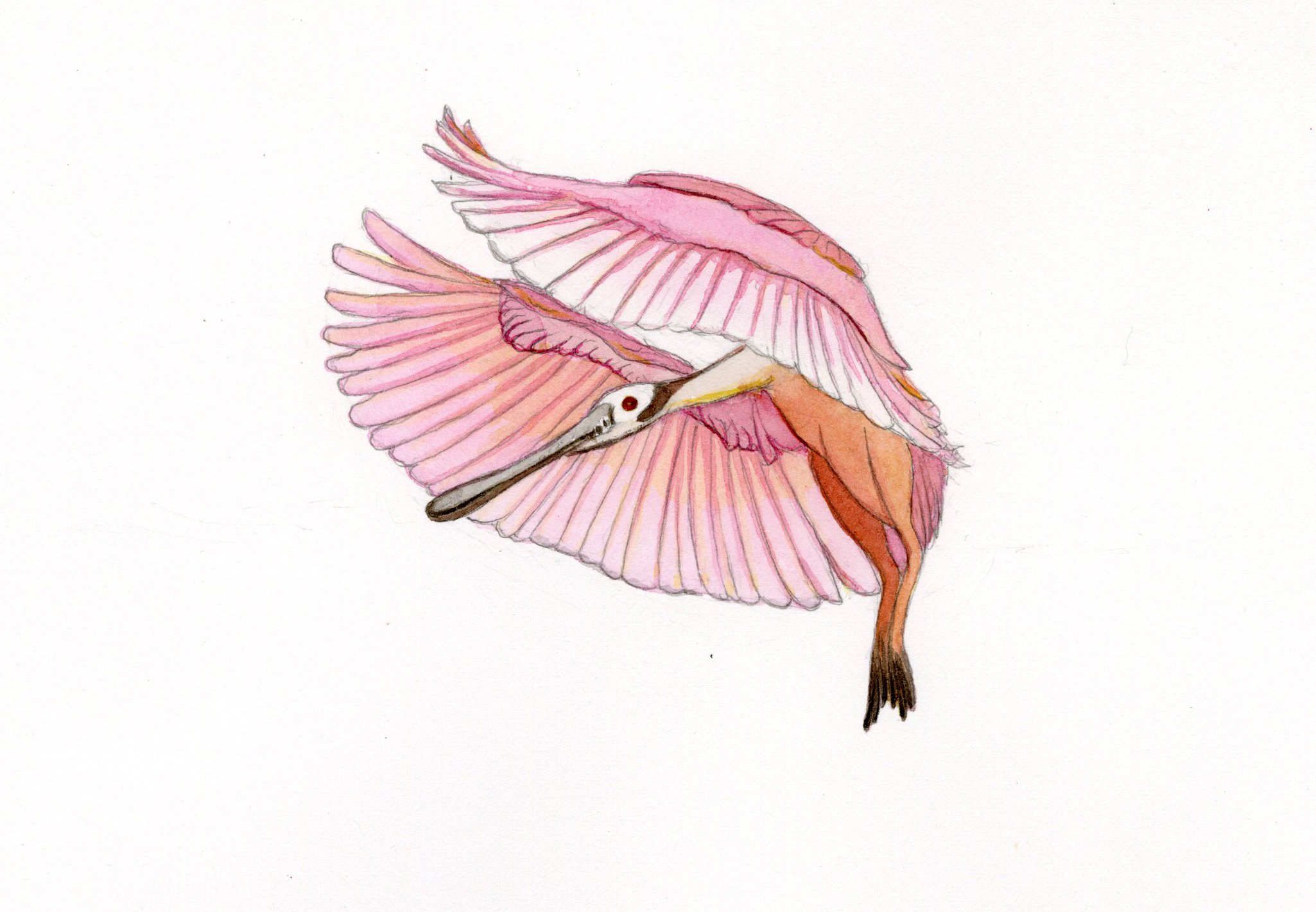 Words: Rosette Spoonbill in flight