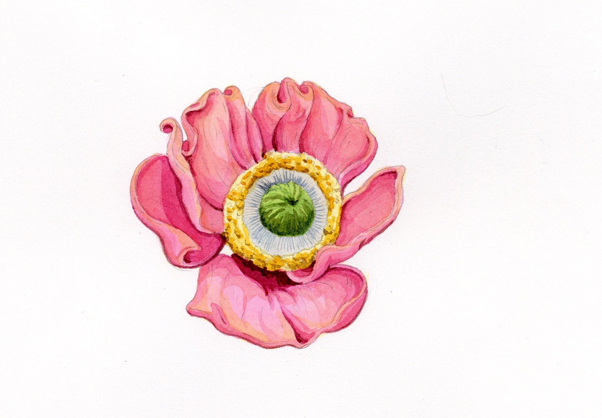 Words: Lottsa Flowers