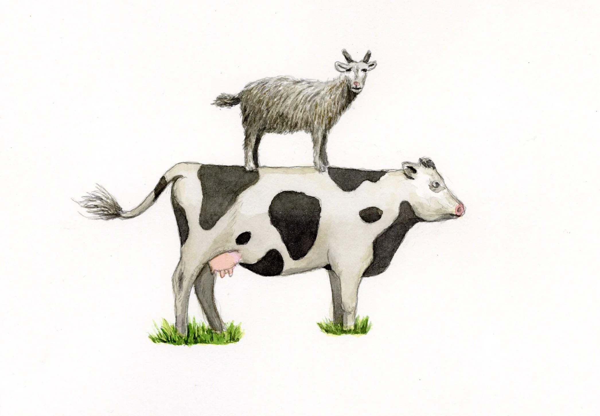 Words: Goat on a cow