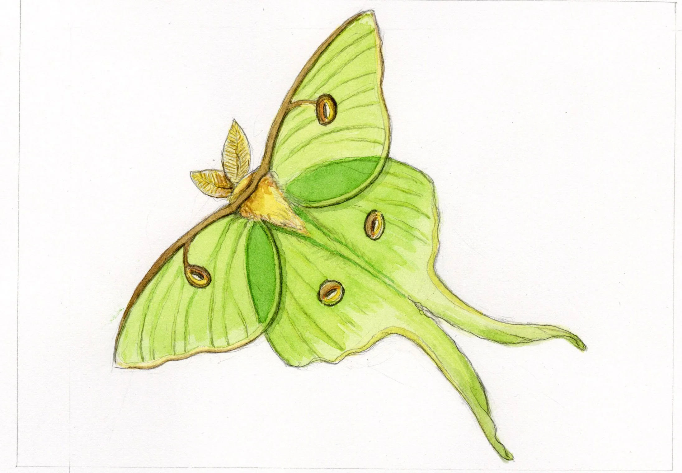 Words: Luna moth