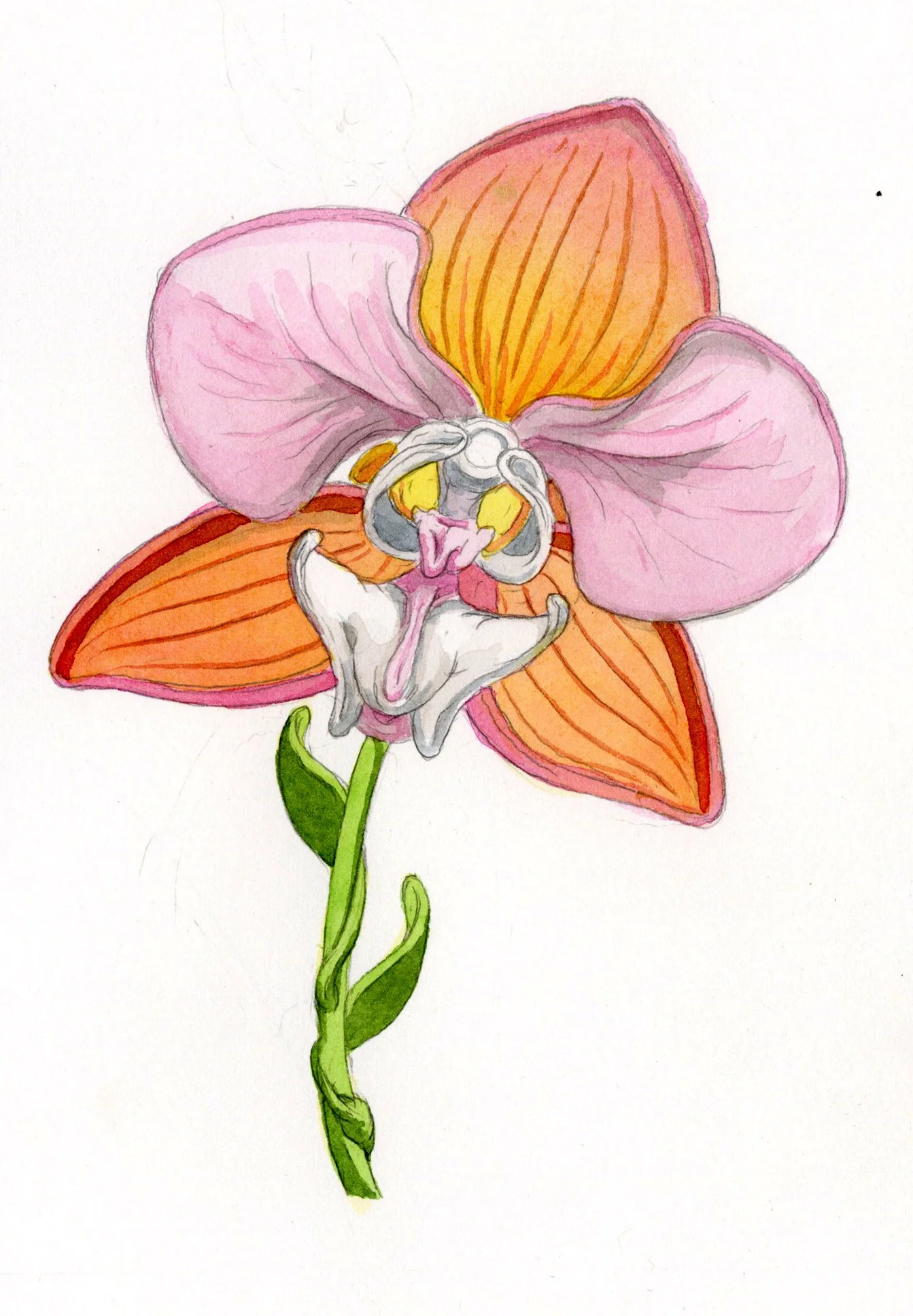 Words: Tender orchid