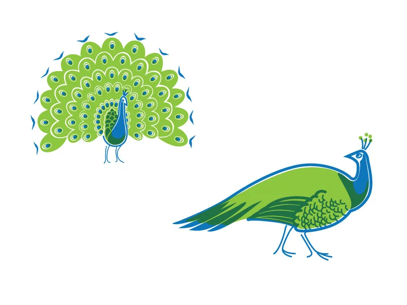 PeacockIllustration.jpg