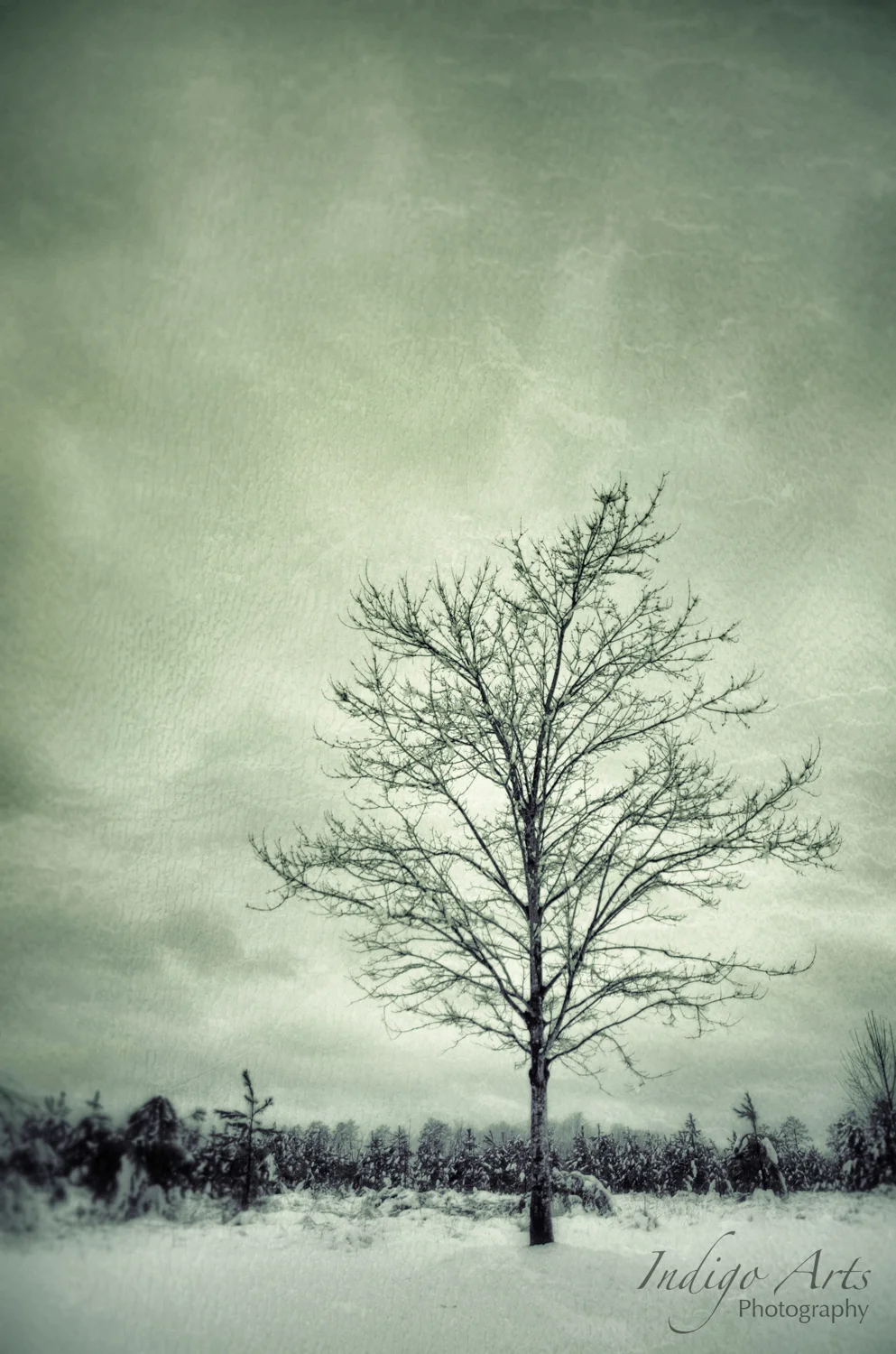 Snowmageddon 2015 - An NC Photographer's Paradise