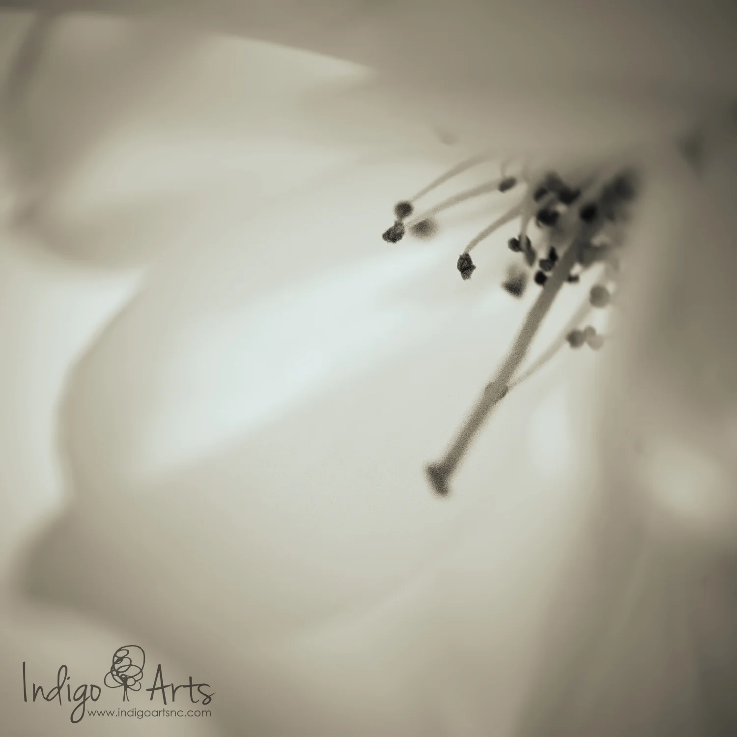 Spring in North Carolina - New Photography!