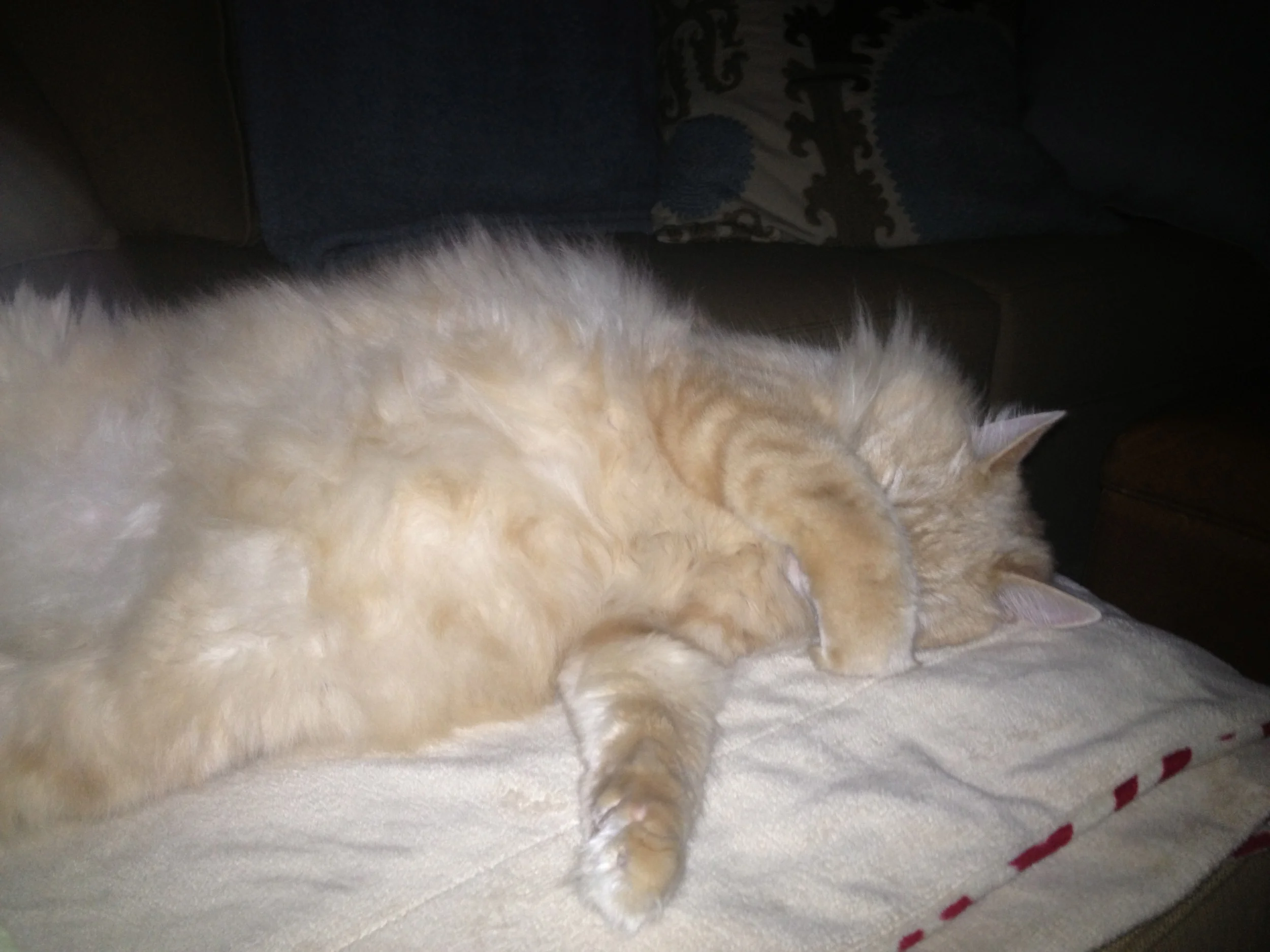 This is Russell during one of our recent conversations where I explained we needed to cut back on buying cat treats.....note he's not happy. 
