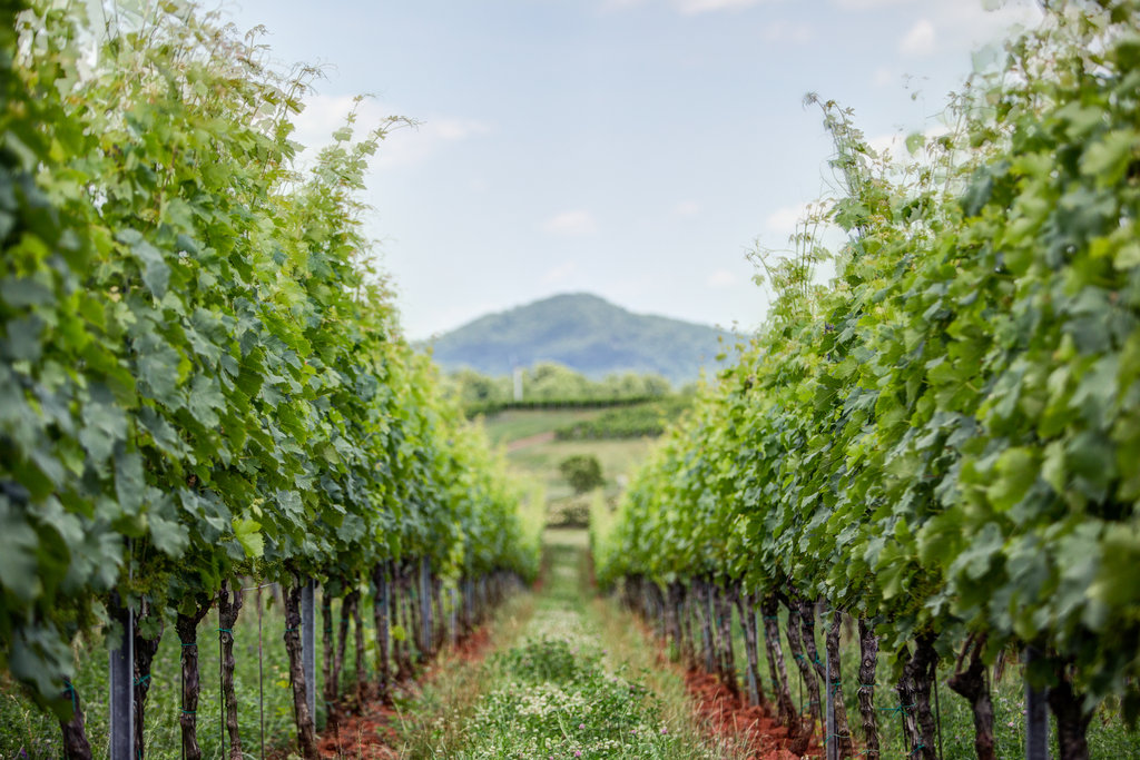 Andrea Hubbell - Early Mountain Vineyard 27.jpg