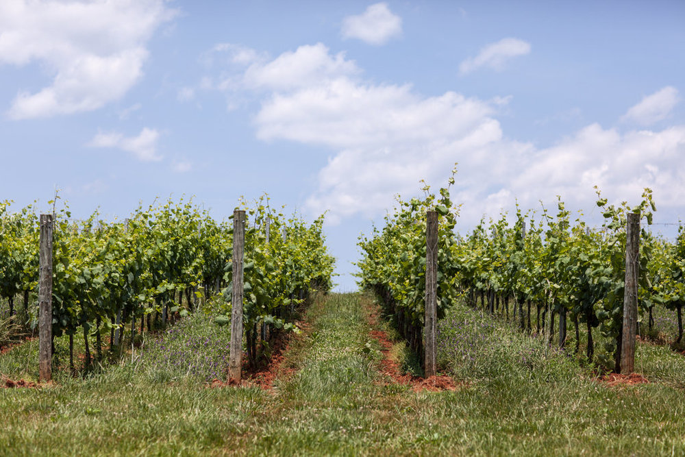 Andrea Hubbell - Early Mountain Vineyard 26.jpg