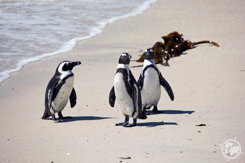 African penguins.jpg