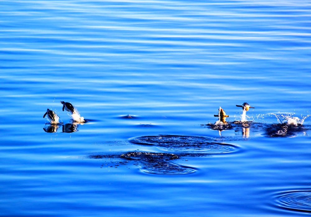 penguinsOnTheRun2sm.jpg