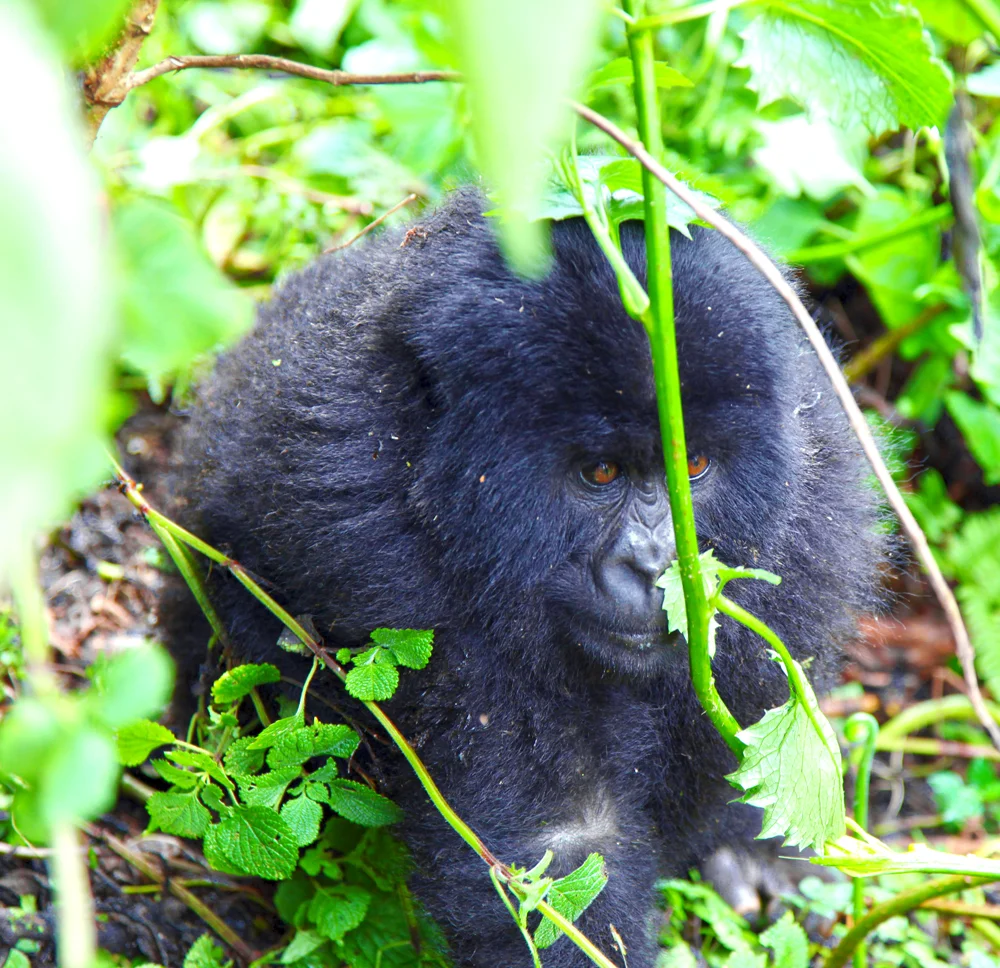 Baby Gorilla