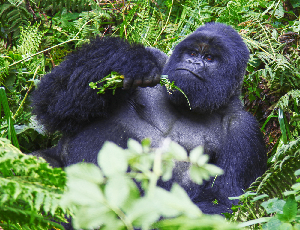 SilverBack7sm.jpg