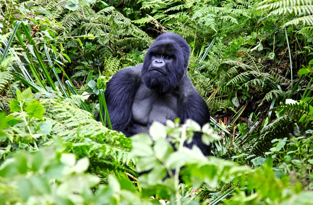 Silver Back Gorilla checking us out