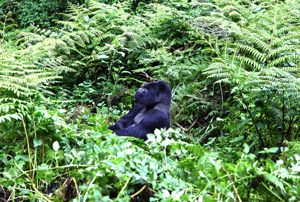 Silver Back Gorilla