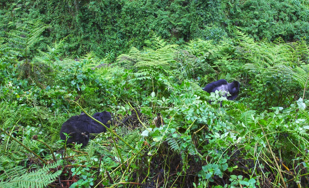 GorillaFamily2sm.jpg