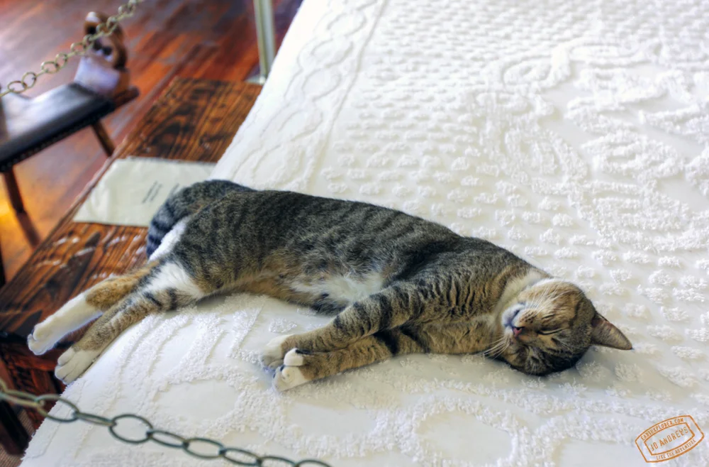 Ernest_Hemingway_Cat.jpg