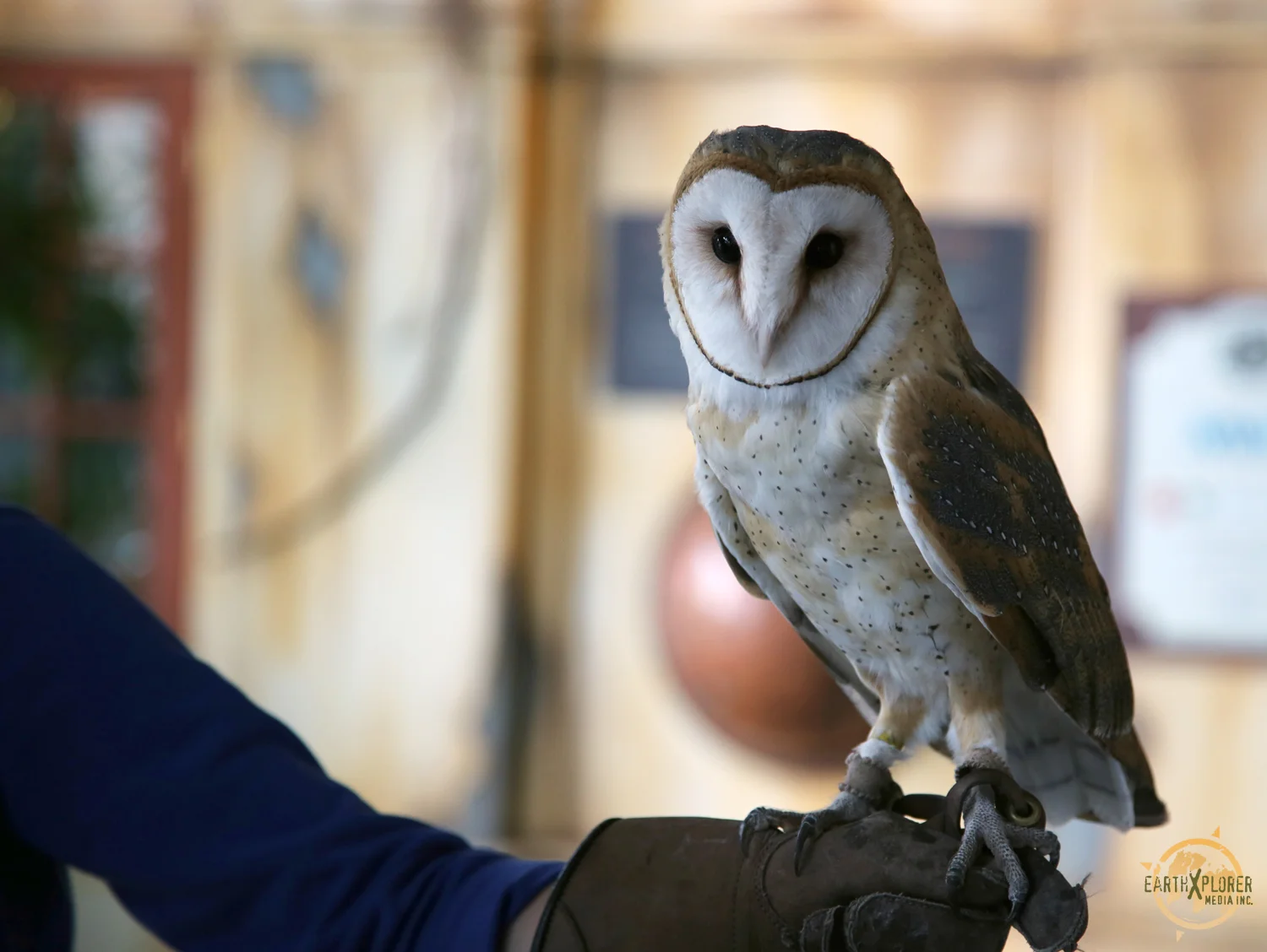 Beautiful Owl.jpg