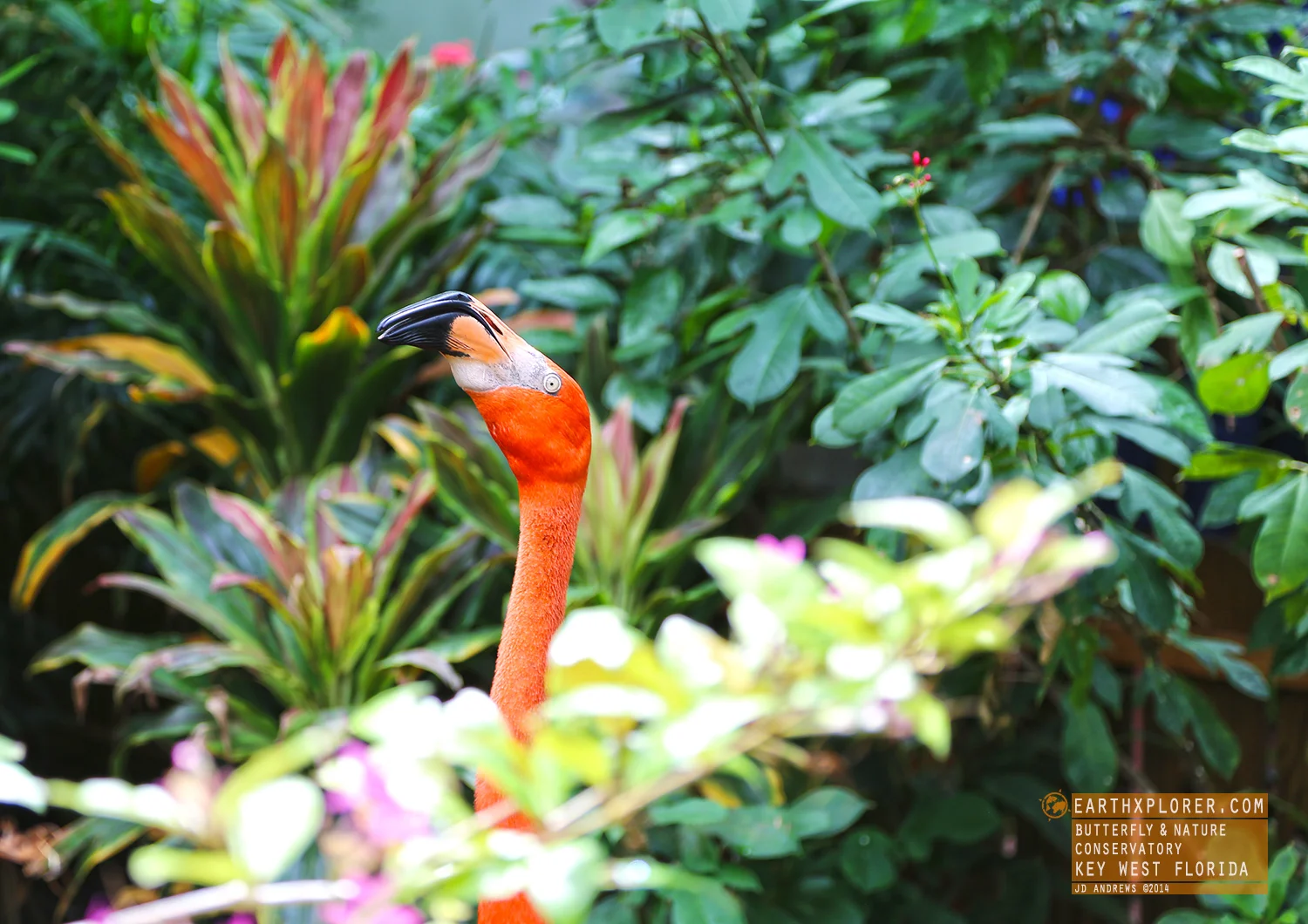 Key West Butterfly and Nature Conservatory Key West Florida.jpg