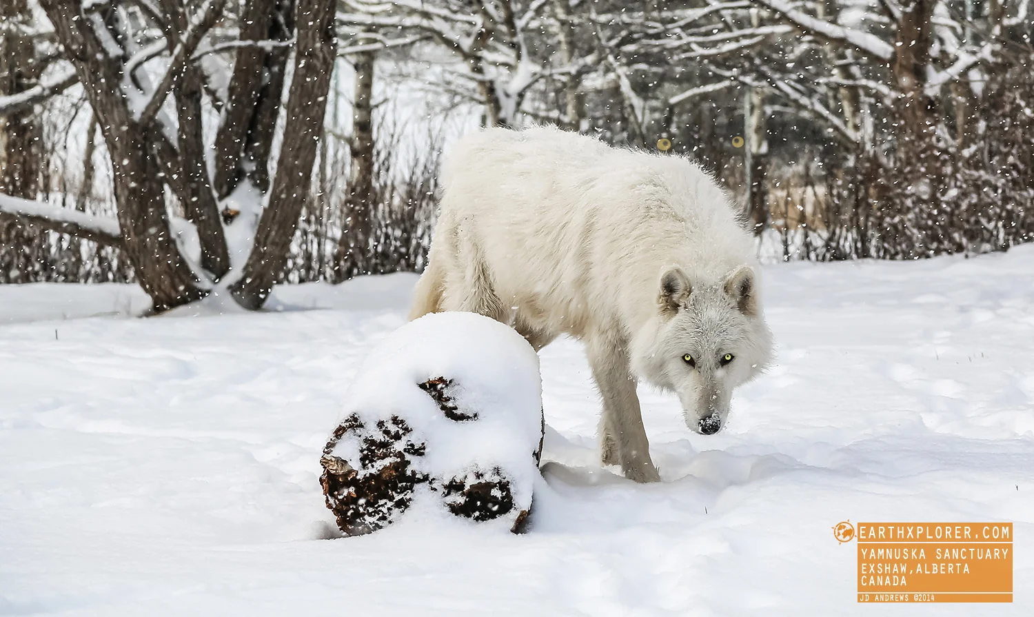 White Wolf Yamnuska Sanctuary Alberta Canada.jpg