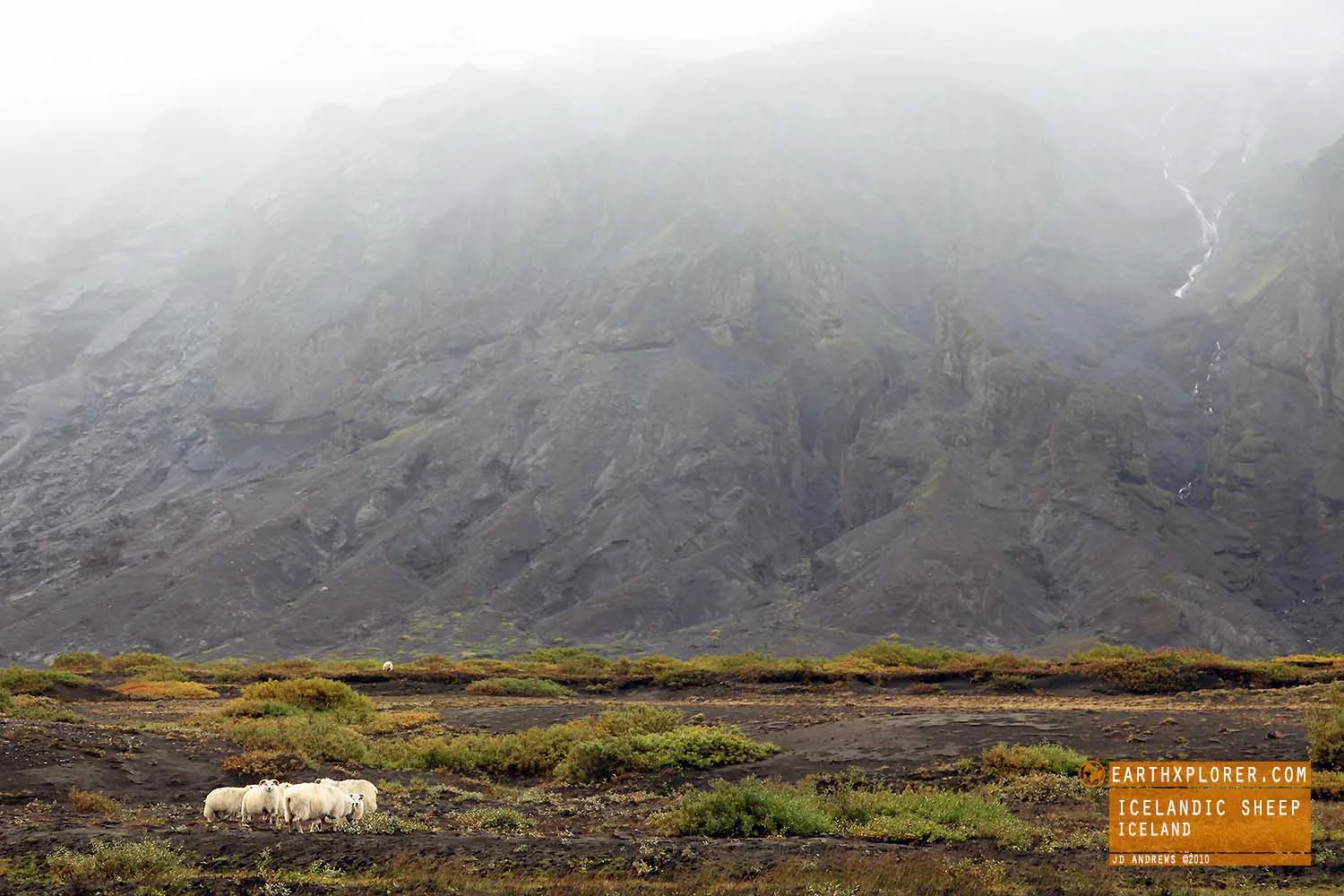 The Icelandic breed is one of the Northern European short-tailed sheep, which exhibit a fluke-shaped, naturally short tail