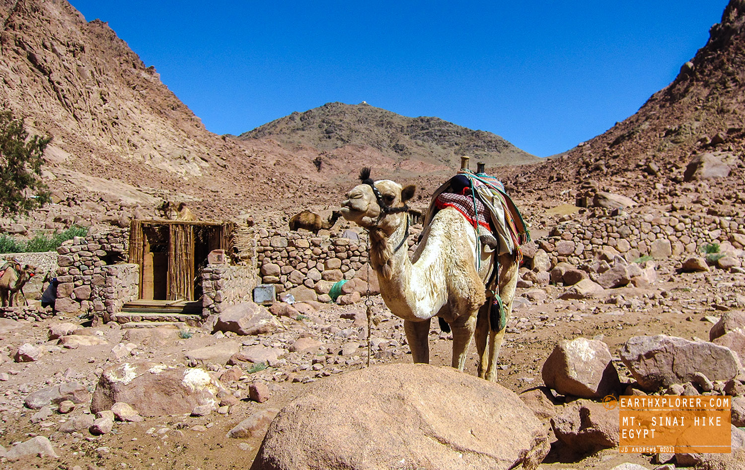 Mt Sinai Camel Egypt.jpg