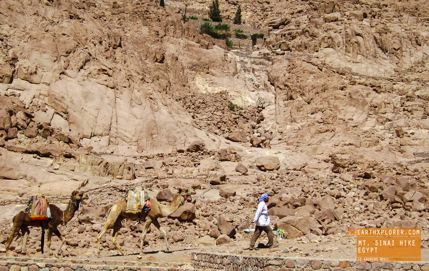 Mt Sinai Guy with Camels Egypt.jpg