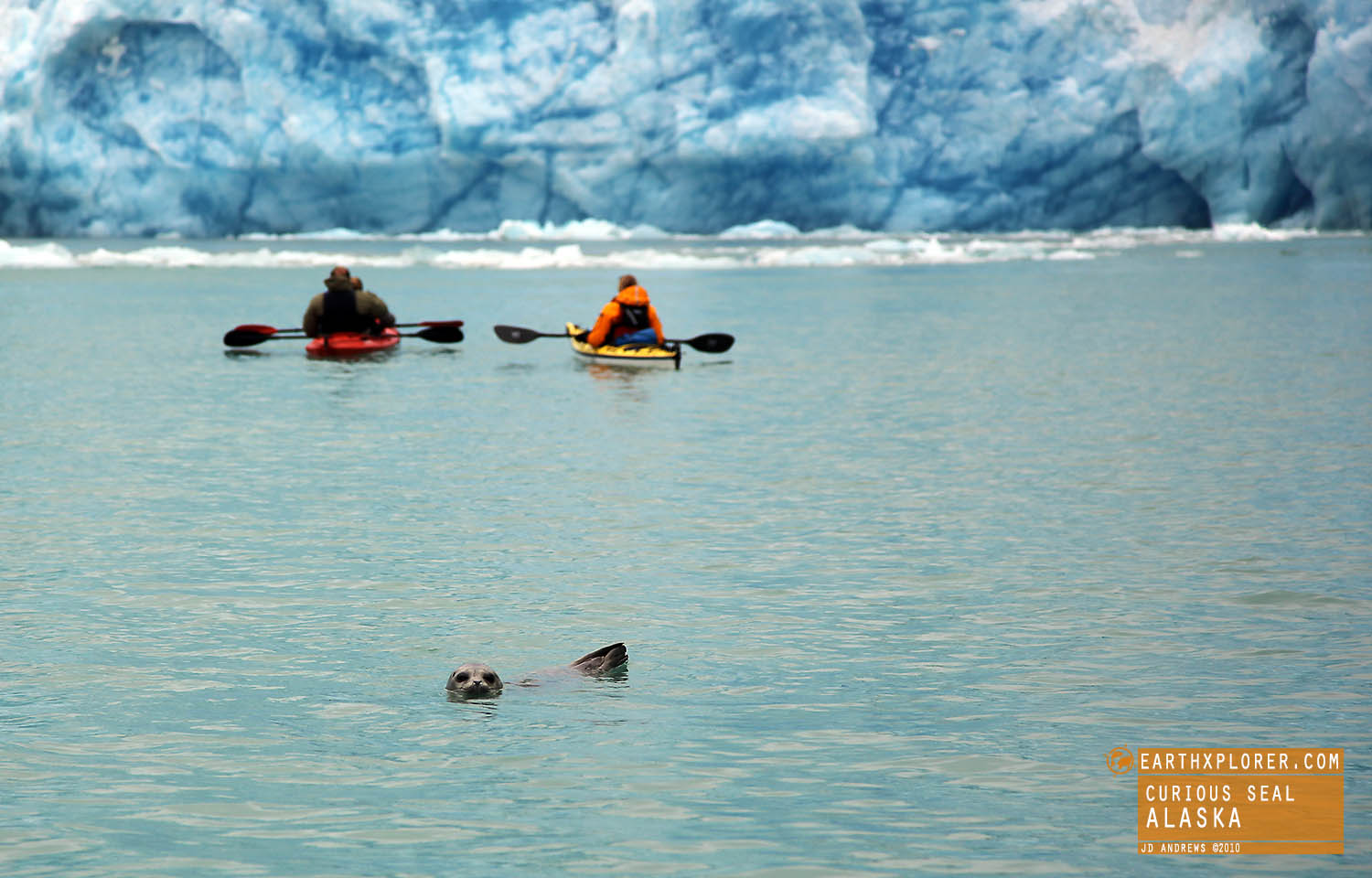 Looking for wildlife? Turn around.