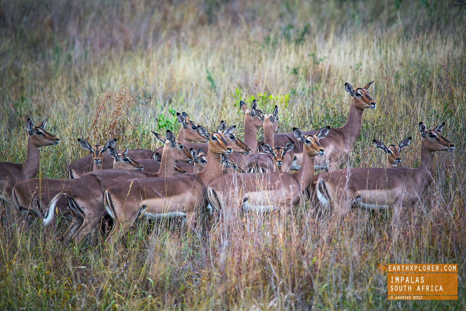 The name ‘Impala’ come from the Zulu language meaning ‘gazelle’