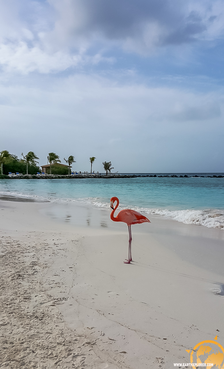 JDAndrews Aruba-38.jpg