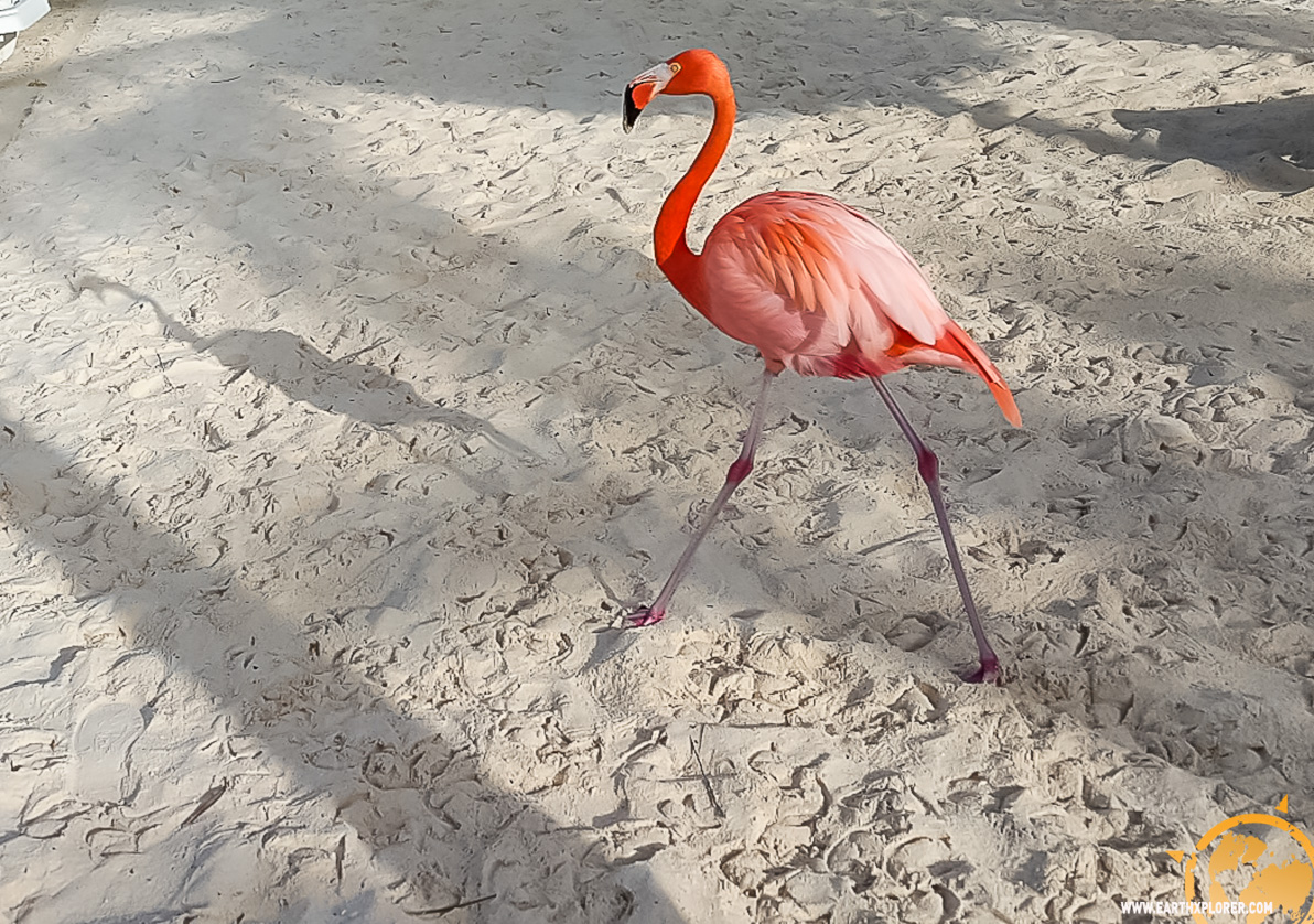 JDAndrews Aruba-37.jpg