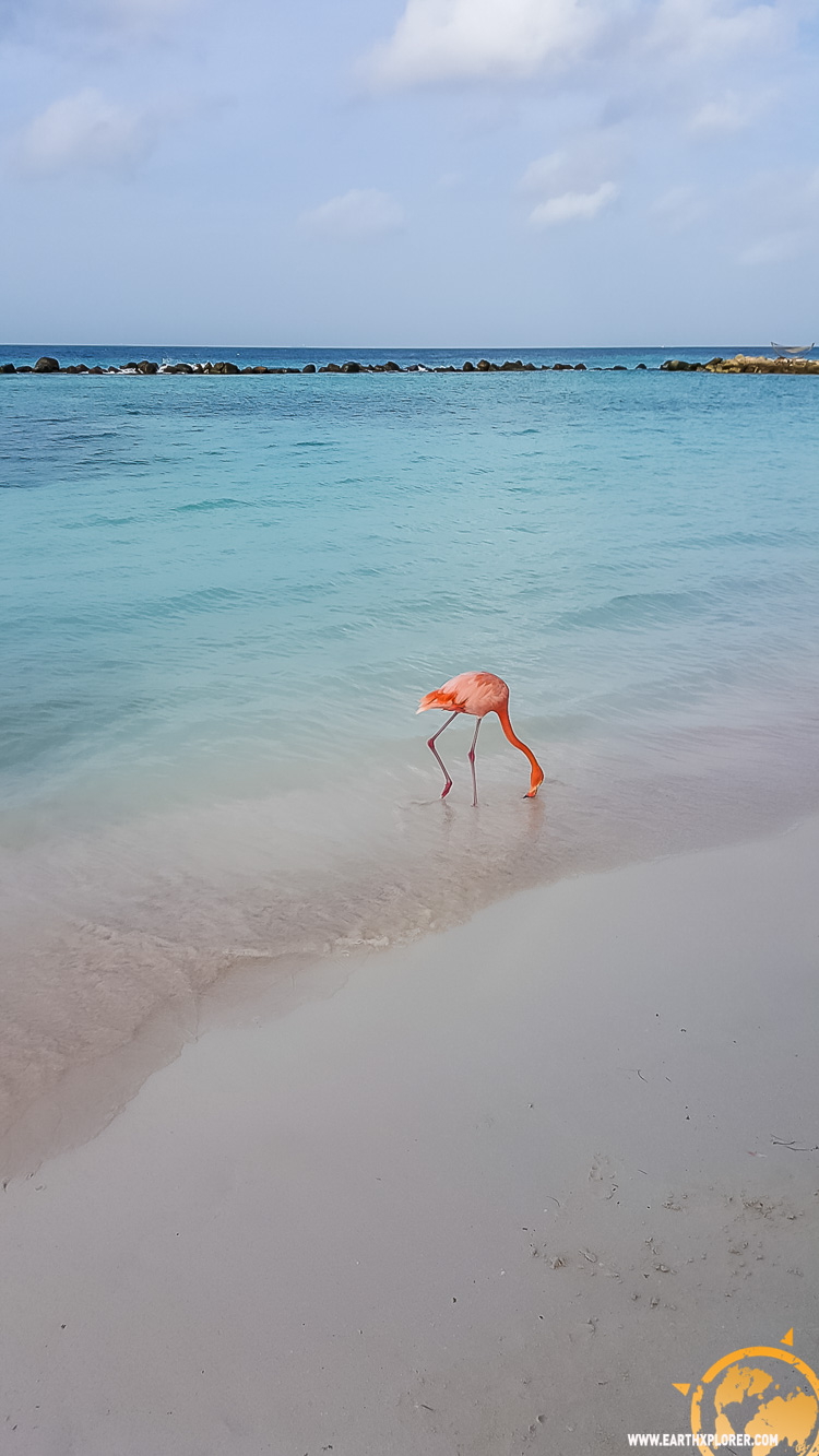 JDAndrews Aruba-36.jpg