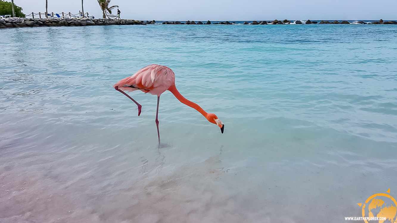 JDAndrews Aruba-28.jpg