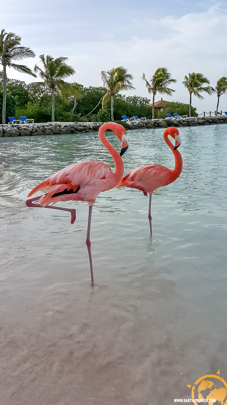 JDAndrews Aruba-29.jpg