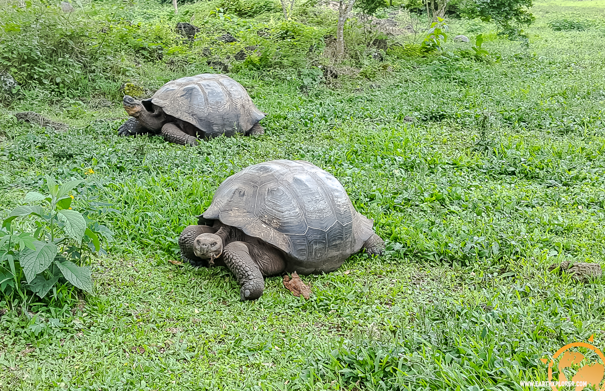 JDAndrews Galapagos-29.jpg