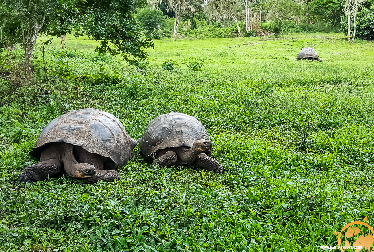 JDAndrews Galapagos-28.jpg