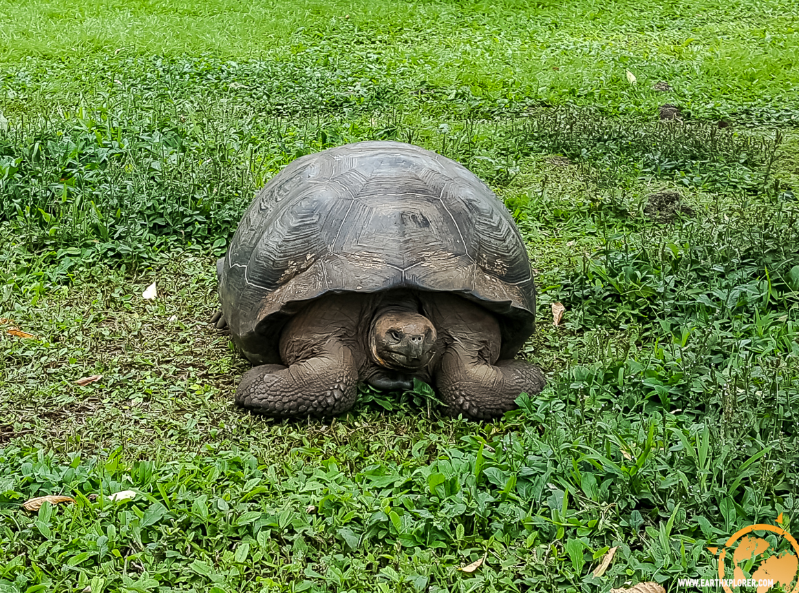 JDAndrews Galapagos-26.jpg