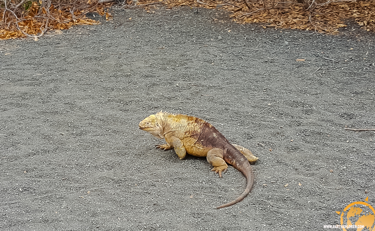 JDAndrews Galapagos-24.jpg