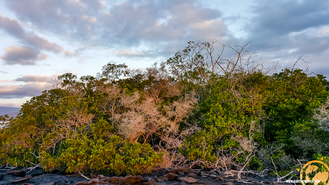 JDAndrews Galapagos-17.jpg