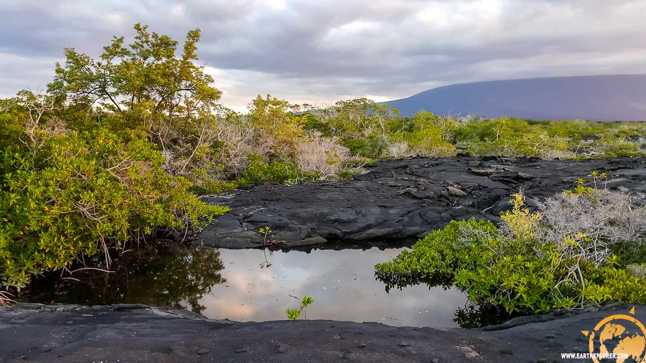 JDAndrews Galapagos-16.jpg