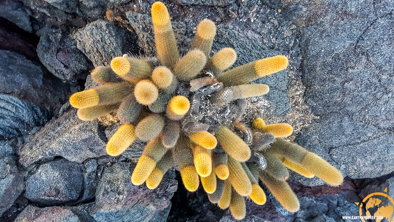 JDAndrews Galapagos-13.jpg