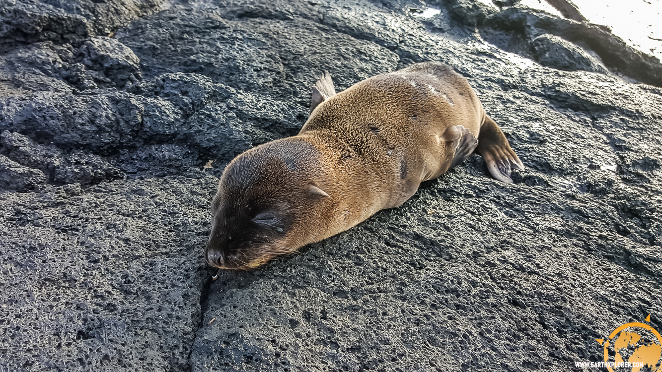 JDAndrews Galapagos-10.jpg