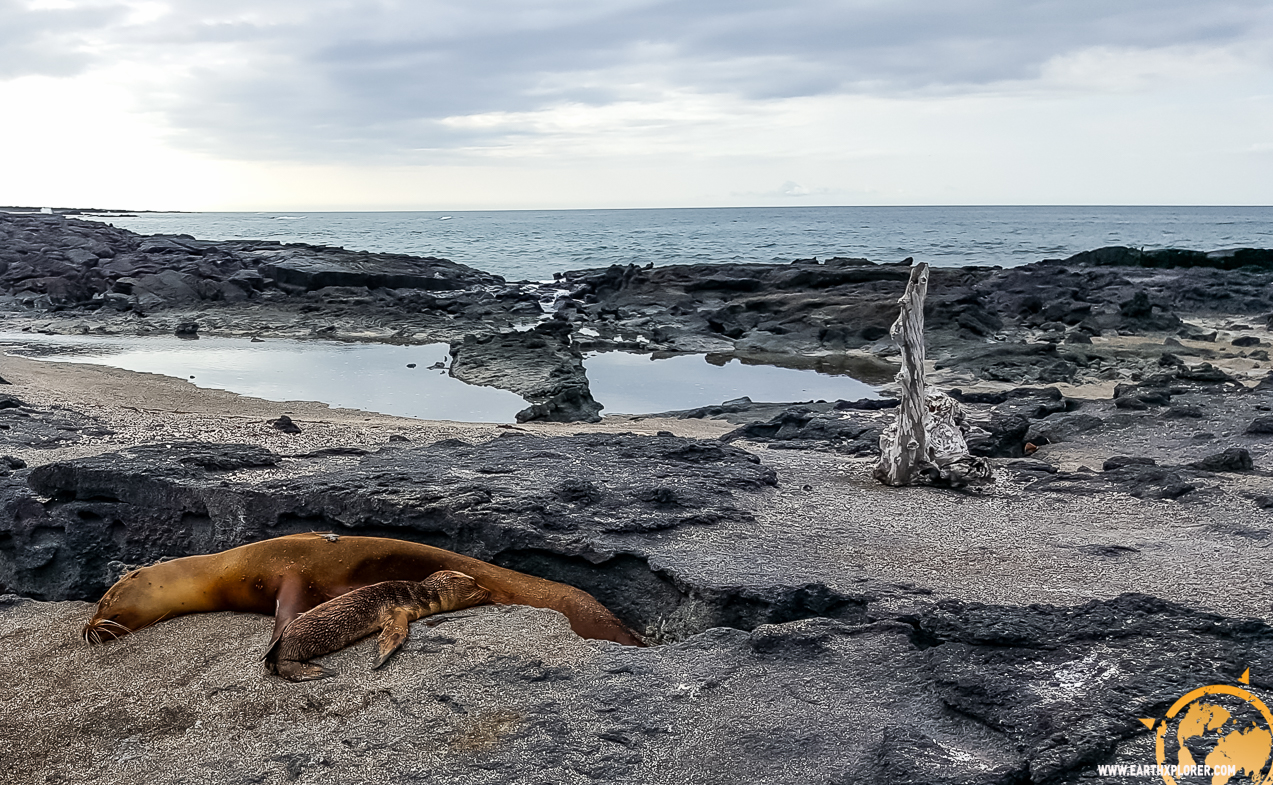 JDAndrews Galapagos-5.jpg