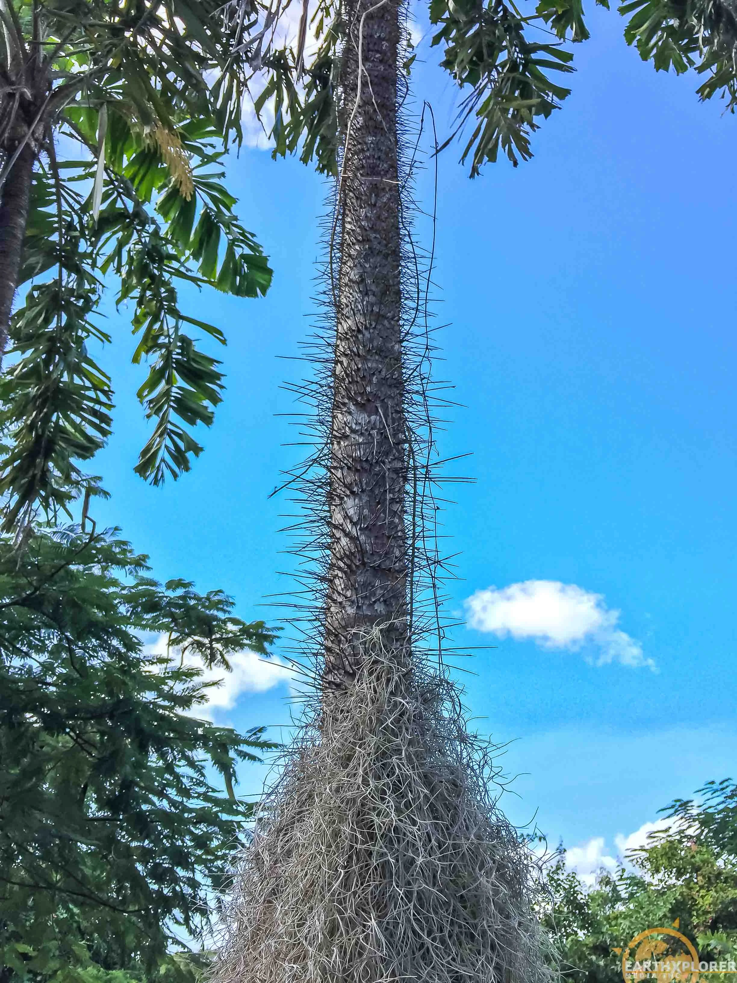 Nevis Botanical Gardens earthXplorer-8.jpg