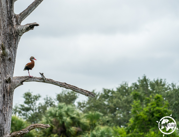 Boynton Beach 2017 earthXplorer-1-10.jpg