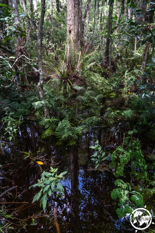 Boynton Beach 2017 earthXplorer-1-47.jpg