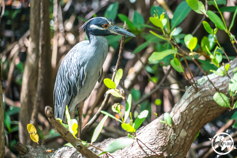 Boynton Beach 2017 earthXplorer-1-36.jpg