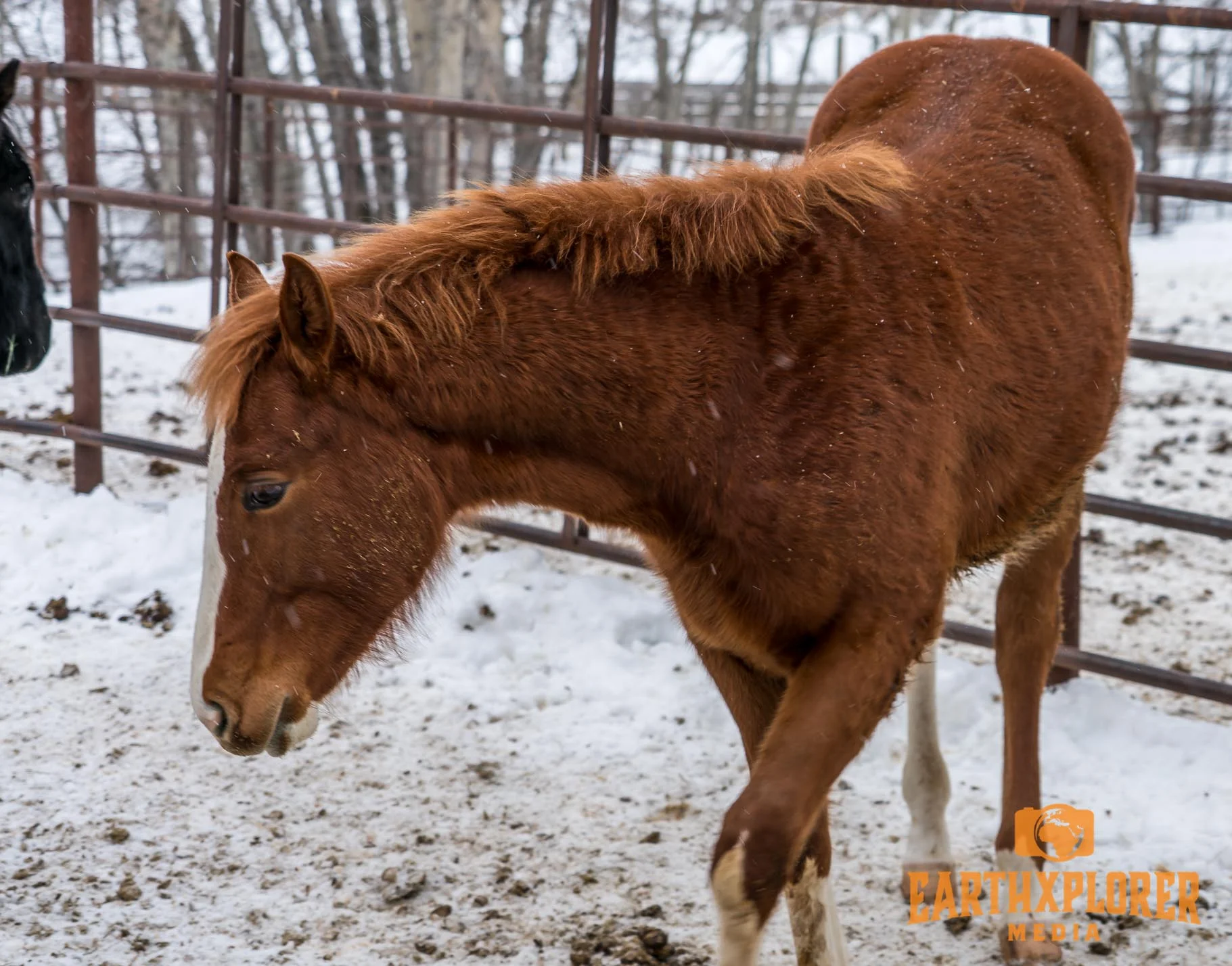 G Bar M Ranch Montana-4.jpg